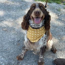 Willa - English Springer Spaniel