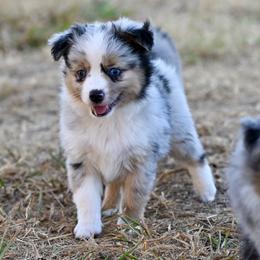 Hamilton - Blue merle male Toy Australian Shepherd puppy in Wichita Falls, Texas from Shooting Stars Ranch Toy and Mini Aussies