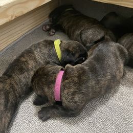Cane Corso Puppies from High Society Cane Corso
