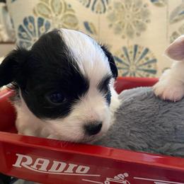 Jose - Black and white male Chihuahua puppy in Red Bluff, California from Aye Chihuahua