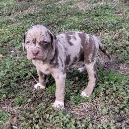 Female 5 - Red merle female Catahoula Leopard Dog puppy in Gadsden, Alabama from Rich Cat’s