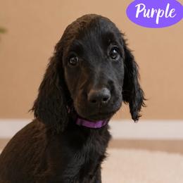 Purple Girl Medium Black Goldendoodle - Black female Goldendoodle puppy in Dallas, Texas from Bishop Golden Doodles
