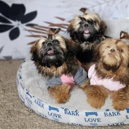 Shih Tzus from All Star Shih Tzu