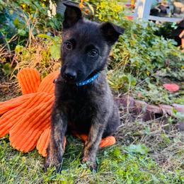 Blue boy - Gold brindle male Dutch Shepherd puppy in Hastings, Minnesota from Century Hills Farm