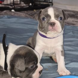 Purple - Lilac female Boston Terrier puppy in Red Rock, Arizona from Aronow Pups