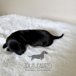 Quorra - Black and tan female Dachshund puppy in Royse City, Texas from Truehearted Miniature Dachshunds