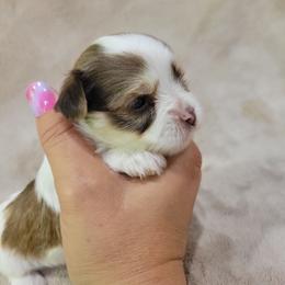 Rosie - Parti female Yorkshire Terrier puppy in Middleton, Idaho from Rocky Mountain Yorkies