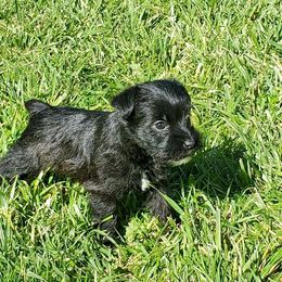 Miniature Schnauzer Puppies from Charlie's Mini Schnauzers