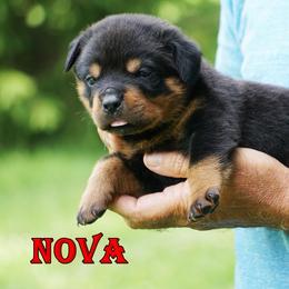 1st pick female - Black and rust female Rottweiler puppy in Frazeysburg, Ohio from Mountain High Kennels