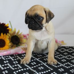 Annie - Fawn female Pug puppy in Morton, Illinois from Dream on puppies