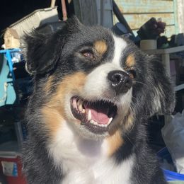 Luna - Miniature American Shepherd