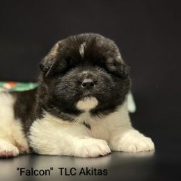 Falcon - Black, red undercoat female Akita puppy in Chillicothe, Missouri from TLC Akitas