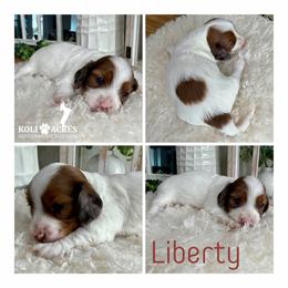 Liberty - AKC - Silky - Red female Dachshund puppy in Kemp, Texas from Koli Acres