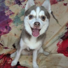 Oakley - Lavender male Pomsky puppy in Spring Hill, Florida from www.PuppyTimeEmporium.com