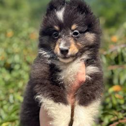 Luca - Black white and tan male Shetland Sheepdog puppy in Middleburgh, New York from StoneyAcre