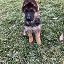 German Shepherd Puppies from Ewig Krieger Kennels