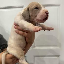 Guinness - Fawn male Great Dane puppy in Florida from Beachside Kennels