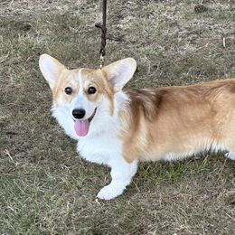 Karma - Pembroke Welsh Corgi