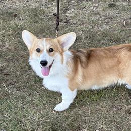Karma - Pembroke Welsh Corgi