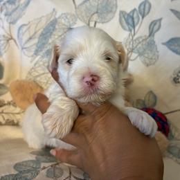 Benedict - Wheaten male Miniature Schnauzer puppy in Hemet, California from Journee Home Mini Schnauzers