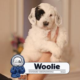 Woolie - Black and white male Sheepadoodle puppy in Cleveland, Tennessee from Narrow Path Old English & Sheepadoodles