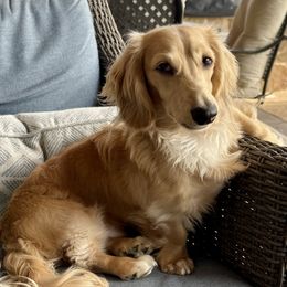 Baxter - Dachshund