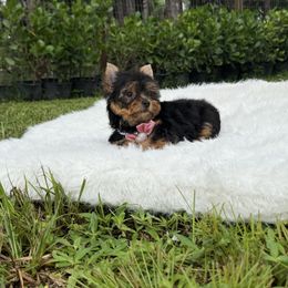Alana - Black and gold female Yorkshire Terrier puppy in Naples, Florida from Puppies Forever 💙❤️🐶