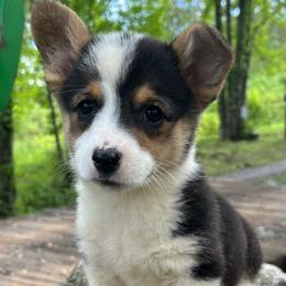 Tulip - Black and tan female Pembroke Welsh Corgi puppy in Copperhill, Tennessee from Tuff Country Farm