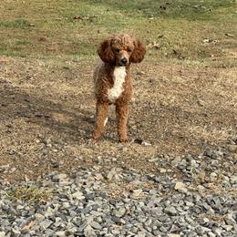 Spice - Poodle