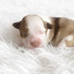 Honey - Red merle female Miniature Australian Shepherd puppy in Louisville, Mississippi from Kristy’s Kennels