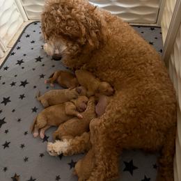 Bruno - Red  male Goldendoodle puppy in Naples, Florida from Goldendoodles Of Naples,INC