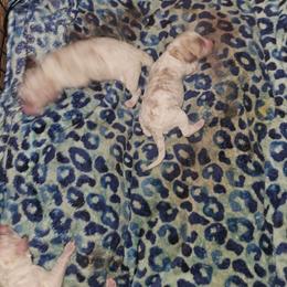 Blossom (red) - Parti female Poodle puppy in Snowflake, Arizona from TaylorMade Standard Poodles