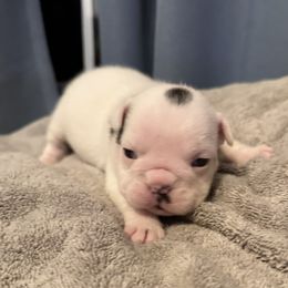 Leia - Bulldog puppy in Alexandria, Virginia from Stacey D’s Bulldogs