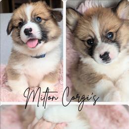 Boy 5 Mr Dark Blue - White and red male Pembroke Welsh Corgi puppy in Milton, Florida from Milton Corgis