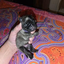 Shinso - Brindle male Pug puppy in Spokane, Washington from Kapelac's Royal Pugs