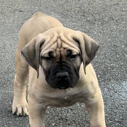 Boerboel Puppies from Relentless Boerboels