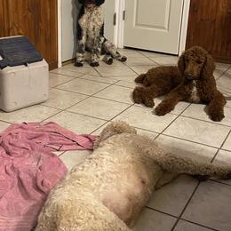 Poodle Puppies from Southern Sunshine Standards