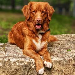 Nova Scotia Duck Tolling Retrievers from Sub-Zero Tollers