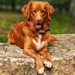 Nova Scotia Duck Tolling Retrievers from Sub-Zero Tollers