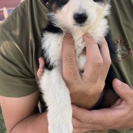 Australian Shepherd, Miniature Australian Shepherd, and Toy Australian Shepherd Puppies from V5 Mini Aussies