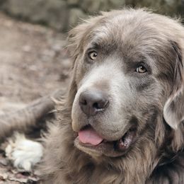 Sampson - Newfoundland