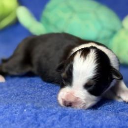 Australian Shepherd puppies from Transcendence Australian Shepherds
