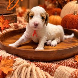 Boone - Parti male Goldendoodle puppy in Oklahoma from Faithful Hill Doodles