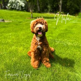 Nala - Australian Labradoodle