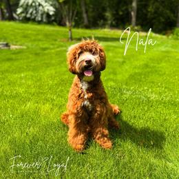 Nala - Australian Labradoodle