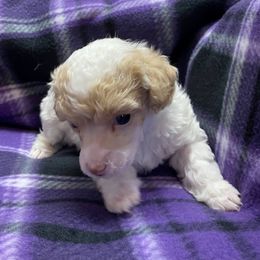 Miniature Australian Shepherd and Poodle Puppies from Furbaby Blessing AKC Toy Poodles and ASDR Mini Aussies