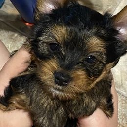 Yorkshire Terrier Puppies from Cutest AKC AZ Yorkies