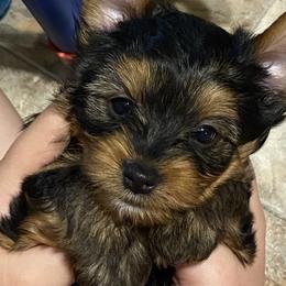 Yorkshire Terrier Puppies from Cutest AKC AZ Yorkies