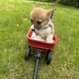 Purple collar - Red female Pembroke Welsh Corgi puppy in Eaton, New York from Snomoon Miniature Pinschers  & Pembroke Welsh Corgi