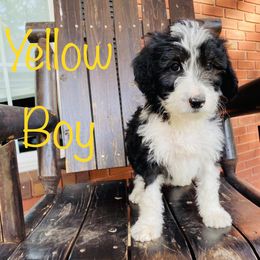 Aussiedoodle, Goldendoodle, and Sheepadoodle Puppies from The Yuppy Puppy Doodle Company